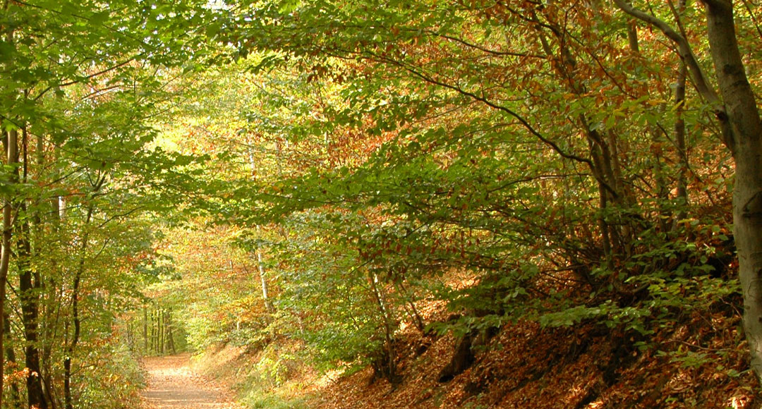 Wald, Mischwald, Ökosystem